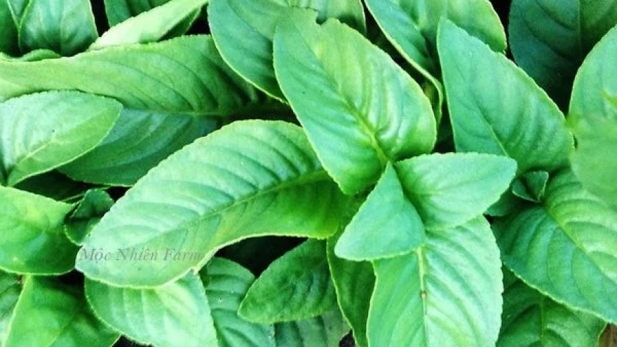Cây dại xưa nhổ bỏ giờ nhiều người tìm mua, giá 100.000 đồng/kg
